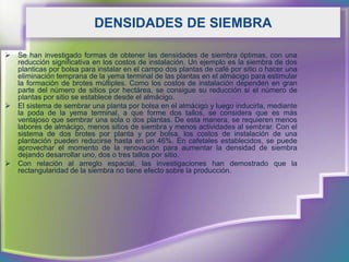 DENSIDADES DE SIEMBRA

   Se han investigado formas de obtener las densidades de siembra óptimas, con una
    reducción significativa en los costos de instalación. Un ejemplo es la siembra de dos
    planticas por bolsa para instalar en el campo dos plantas de café por sitio o hacer una
    eliminación temprana de la yema terminal de las plantas en el almácigo para estimular
    la formación de brotes múltiples. Como los costos de instalación dependen en gran
    parte del número de sitios por hectárea, se consigue su reducción si el número de
    plantas por sitio se establece desde el almácigo.
   El sistema de sembrar una planta por bolsa en el almácigo y luego inducirla, mediante
    la poda de la yema terminal, a que forme dos tallos, se considera que es más
    ventajoso que sembrar una sola o dos plantas. De esta manera, se requieren menos
    labores de almácigo, menos sitios de siembra y menos actividades al sembrar. Con el
    sistema de dos brotes por planta y por bolsa, los costos de instalación de una
    plantación pueden reducirse hasta en un 46%. En cafetales establecidos, se puede
    aprovechar el momento de la renovación para aumentar la densidad de siembra
    dejando desarrollar uno, dos o tres tallos por sitio.
   Con relación al arreglo espacial, las investigaciones han demostrado que la
    rectangularidad de la siembra no tiene efecto sobre la producción.
 