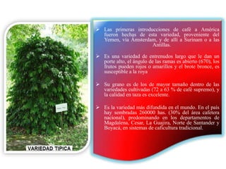  Las primeras introducciones de café a América
  fueron hechas de esta variedad, proveniente del
  Yemen, vía Ámsterdam, y de allí a Surinam o a las
                      Antillas.

 Es una variedad de entrenudos largo que le dan un
  porte alto, el ángulo de las ramas es abierto (670), los
  frutos pueden rojos o amarillos y el brote bronce, es
  susceptible a la roya

 Su grano es de los de mayor tamaño dentro de las
  variedades cultivadas (72 a 63 % de café supremo), y
  la calidad en taza es excelente.

 Es la variedad más difundida en el mundo. En el país
  hay sembradas 260000 has. (30% del área cafetera
  nacional), predominando en los departamentos de
  Magdalena, Cesar, La Guajira, Norte de Santander y
  Boyacá, en sistemas de caficultura tradicional.
 