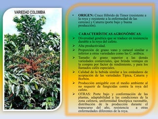 •   ORIGEN: Cruce Hibrido de Timor (resistente a
    la roya y resistente a la enfermedad de las
    cerezas) y Caturra (porte bajo y buena
    producción).

    CARACTERÍSTICAS AGRONÓMICAS:
   Diversidad genética que se traduce en resistencia
    durable a la roya del cafeto.
   Alta productividad.
   Proporción de grano vano y caracol similar o
    inferior a otras variedades como las C. arábica.
   Tamaño de grano superior a las demás
    variedades comerciales, que brinda ventajas en
    la compra por factor de rendimiento, y para los
    llamados cafés especiales.
   Calidad de la bebida similar a los estándares de
    aceptación de las variedades Típica, Caturra y
    Borbón.
   Producción amigable con el medio ambiente al
    no requerir de fungicidas contra la roya del
    cafeto.
   OTRAS: Porte bajo y conformación de las
    plantas, adaptabilidad a las condiciones de la
    zona cafetera, uniformidad fenotípica razonable,
    distribución de la producción durante el
    transcurso del año, resistencia           a otras
    enfermedades diferentes de la roya.
 