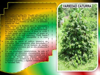  Es originario del Brasil, (1949) del Estado de
  Minas Gerais, a partir de mutaciones de la
  Variedad Borbón. Procedente de ese país, fue
  introducida a Colombia en 1952, y se difundió
  a partir de 1960.
 Muy similar a la Borbón pero de entrenudos
  cortos, lo que le da un porte bajo, y de
  crecimiento compacto, de alta productividad,
  las hojas son verde intenso, el brote es verde,
  el fruto puede ser rojo o amarillo, el grano es
  medio (60 % de café supremo), Tiene buena
  calidad en taza. Es susceptible a la roya
  (Hemileia vastatrix).
 Con ella se inició el cultivo intensivo en
  Colombia: libre exposición, altas densidades y
  uso de fertilizantes. Es un mutante de mucha
  importancia económica por su alta producción
  por unidad de área.
 Por sus excelentes características, ha sido el
  progenitor en diferentes cruzamientos para el
  desarrollo de variedades, especialmente con el
  híbrido de Timor, para obtener materiales
  mejorados con resistencia a la roya, como la
  Variedad Colombia, y algunos componentes de
  la Variedad Tabí.
 