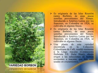 Es originaria de las Islas Reunión
  (antes Borbón), de unas pocas
  semillas provenientes del Yemen.
  Introducida a América Latina por los
  franceses, en Colombia en 1928, se
  cultivaba en algunas fincas.
 Es originaria de las Islas Reunión
  (antes Borbón), de unas pocas
  semillas provenientes del Yemen.
  Introducida a América Latina por los
  franceses, en Colombia en 1928, se
  cultivaba en algunas fincas.
 Una planta de esta variedad
  encontrada      en     la    Colección
  Colombiana de Café, resultó resistente
  a la Llaga macana (Ceratocystis
  fimbriata Ell. Halst Hunt), dando
  origen a las selecciones de borbón
  resistentes a macana, que han sido
  usadas en cruzamientos.
 