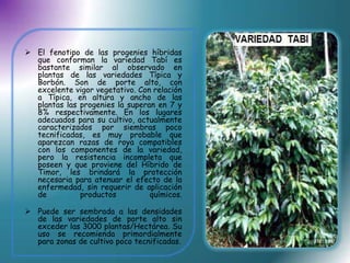  El fenotipo de las progenies híbridas
  que conforman la variedad Tabí es
  bastante similar al observado en
  plantas de las variedades Típica y
  Borbón. Son de porte alto, con
  excelente vigor vegetativo. Con relación
  a Típica, en altura y ancho de las
  plantas las progenies la superan en 7 y
  8% respectivamente. En los lugares
  adecuados para su cultivo, actualmente
  caracterizados por siembras poco
  tecnificadas, es muy probable que
  aparezcan razas de roya compatibles
  con los componentes de la variedad,
  pero la resistencia incompleta que
  poseen y que proviene del Híbrido de
  Timor, les brindará la protección
  necesaria para atenuar el efecto de la
  enfermedad, sin requerir de aplicación
  de          productos          químicos.

 Puede ser sembrada a las densidades
  de las variedades de porte alto sin
  exceder las 3000 plantas/Hectárea. Su
  uso se recomienda primordialmente
  para zonas de cultivo poco tecnificadas.
 