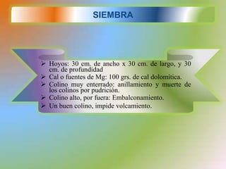 SIEMBRA




 Hoyos: 30 cm. de ancho x 30 cm. de largo, y 30
  cm. de profundidad
 Cal o fuentes de Mg: 100 grs. de cal dolomítica.
 Colino muy enterrado: anillamiento y muerte de
  los colinos por pudrición.
 Colino alto, por fuera: Embalconamiento.
 Un buen colino, impide volcamiento.
 