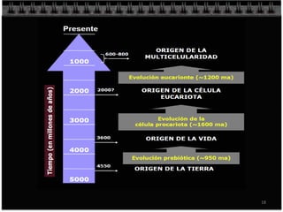 Origen De La Vida