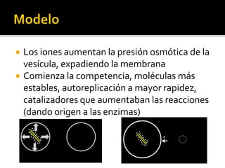 ModeloLos iones aumentan la presión osmótica de la vesícula, expadiendo la membranaComienza la competencia, moléculas más estables, autoreplicación a mayor rapidez, catalizadores que aumentaban las reacciones (dando origen a las enzimas)