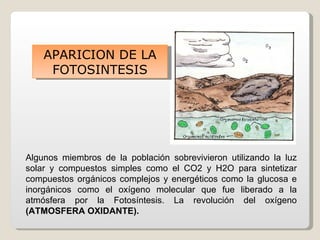 APARICION DE LA
     FOTOSINTESIS




Algunos miembros de la población sobrevivieron utilizando la luz
solar y compuestos simples como el CO2 y H2O para sintetizar
compuestos orgánicos complejos y energéticos como la glucosa e
inorgánicos como el oxígeno molecular que fue liberado a la
atmósfera por la Fotosíntesis. La revolución del oxígeno
(ATMOSFERA OXIDANTE).
 