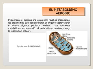 EL METABOLISMO
                                          AEROBIO

Inicialmente el oxigeno era toxico para muchos organismos,
los organismos que podían tolerar el oxigeno sobrevivieron
e incluso algunos pudieron realizar         sus funciones
metabólicas, así apareció el metabolismo aerobio y luego
la respiración celular .
 
