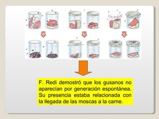 F. Redi demostró que los gusanos no
aparecían por generación espontánea.
Su presencia estaba relacionada con
la llegada de las moscas a la carne.
 