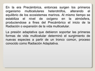 En la era Precámbrica, entonces surgen los primeros
organismo multicelulares heterotrófos, alterando el
equilibrio de los ecosistemas marinos. Al mismo tiempo se
estabiliza el nivel de oxígeno en la atmósfera,
produciendose a fines del Precámbrico el inicio de la
Radiación o expansión de la vida multicelular.
La presión adaptativa que debieron soportar las primeras
formas de vida multicelular determinó el surgimiento de
nuevas especies a partir de un tronco común, proceso
conocido como Radiación Adaptativa.
 