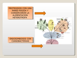 PROTEGIDOS CON UNA
   PARED RIGIDA Y
  CONSERVARON LA
    ALIMENTACION
    HETEROTROFA




ENDOSIMBIOSIS CON
  CIANOBACTERIAS
 