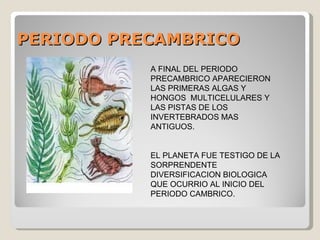 PERIODO PRECAMBRICO
           A FINAL DEL PERIODO
           PRECAMBRICO APARECIERON
           LAS PRIMERAS ALGAS Y
           HONGOS MULTICELULARES Y
           LAS PISTAS DE LOS
           INVERTEBRADOS MAS
           ANTIGUOS.


           EL PLANETA FUE TESTIGO DE LA
           SORPRENDENTE
           DIVERSIFICACION BIOLOGICA
           QUE OCURRIO AL INICIO DEL
           PERIODO CAMBRICO.
 