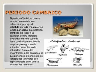 PERIODO CAMBRICO
 El período Cámbrico, que se
 incluye dentro de la era
 paleozoica, produjo el
 estallido de vida más intenso
 jamás conocido. La explosión
 cámbrica dio lugar a la
 aparición de una increíble
 diversidad de vida sobre la
 tierra que incluye muchos de
 los principales grupos de
 animales presentes en la
 actualidad. Entre ellos
 encontramos a los cordados, al
 que pertenece el género de los
 vertebrados (animales con
 espina dorsal), en el que se
 incluyen los humanos.
 