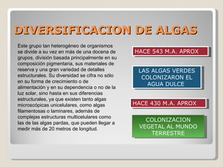 DIVERSIFICACION DE ALGAS
Este grupo tan heterogéneo de organismos
se divide a su vez en más de una docena de      HACE 543 M.A. APROX
grupos, división basada principalmente en su
composición pigmentaria, sus materiales de
reserva y una gran variedad de detalles          LAS ALGAS VERDES
estructurales. Su diversidad se cifra no sólo     COLONIZARON EL
en su forma de crecimiento o de
                                                   AGUA DULCE
alimentación y en su dependencia o no de la
luz solar, sino hasta en sus diferencias
estructurales, ya que existen tanto algas
microscópicas unicelulares, como algas          HACE 430 M.A. APROX
filamentosas o laminares, además de
complejas estructuras multicelulares como
                                                   COLONIZACION
las de las algas pardas, que pueden llegar a
medir más de 20 metros de longitud.              VEGETAL AL MUNDO
                                                    TERRESTRE
 