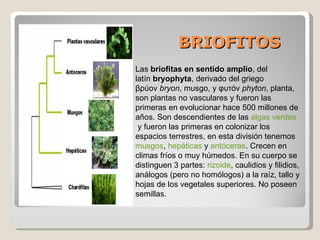 BRIOFITOS
Las briofitas en sentido amplio, del
latín bryophyta, derivado del griego
βρύον bryon, musgo, y φυτόν phyton, planta,
son plantas no vasculares y fueron las
primeras en evolucionar hace 500 millones de
años. Son descendientes de las algas verdes
 y fueron las primeras en colonizar los
espacios terrestres, en esta división tenemos
musgos, hepáticas y antóceras. Crecen en
climas fríos o muy húmedos. En su cuerpo se
distinguen 3 partes: rizoide, caulidios y filidios,
análogos (pero no homólogos) a la raíz, tallo y
hojas de los vegetales superiores. No poseen
semillas.
 