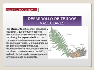 HACE 410 M.A. APROX



                     DESARROLLO DE TEJIDOS
                          VASCULARES
  los pteridófitos (helechos, licopodios y
equisetos), que producen esporas
reproductivas asexuales y carecen de
semillas; y los espermatófitos, con
varios grupos de gimnospermas, como
las coníferas y otras, y el gran grupo de
las plantas angiospermas. Los
espermatófitos se reproducen mediante
semillas consistentes en un embrión,
rodeado de tejidos de reserva para sus
primeras etapas de desarrollo.
.
 