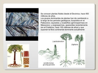 Se conocen plantas fósiles desde el Devónico, hace 400
millones de años.
Los grupos dominantes de plantas han ido cambiando a
lo largo de los periodos geológicos; licopodios en el
Paleozoico; equisetos y cicadofitos (gimnospermas) en
Mesozoico; y angiospermas, aparecidas recientemente
(en el Cretácico, hace 100 millones de años) y que
suponen la flora continental dominante actualmente
 