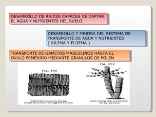 DESARROLLO DE RAICES CAPACES DE CAPTAR
EL AGUA Y NUTRIENTES DEL SUELO.


               DESARROLLO Y MEJORA DEL SISTEMA DE
               TRANSPORTE DE AGUA Y NUTRIENTES
               ( XILEMA Y FLOEMA )

TRANSPORTE DE GAMETOS MASCULINOS HASTA EL
OVULO FEMENINO MEDIANTE GRANULOS DE POLEN
 