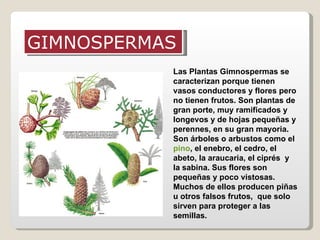 GIMNOSPERMAS
           Las Plantas Gimnospermas se
           caracterizan porque tienen
           vasos conductores y flores pero
           no tienen frutos. Son plantas de
           gran porte, muy ramificados y
           longevos y de hojas pequeñas y
           perennes, en su gran mayoria.
           Son árboles o arbustos como el
           pino, el enebro, el cedro, el
           abeto, la araucaria, el ciprés y
           la sabina. Sus flores son
           pequeñas y poco vistosas.
           Muchos de ellos producen piñas
           u otros falsos frutos, que solo
           sirven para proteger a las
           semillas.
 