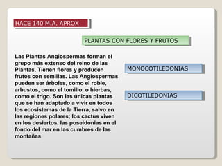 HACE 140 M.A. APROX


                          PLANTAS CON FLORES Y FRUTOS

Las Plantas Angiospermas forman el
grupo más extenso del reino de las
Plantas. Tienen flores y producen         MONOCOTILEDONIAS
frutos con semillas. Las Angiospermas
pueden ser árboles, como el roble,
arbustos, como el tomillo, o hierbas,
como el trigo. Son las únicas plantas     DICOTILEDONIAS
que se han adaptado a vivir en todos
los ecosistemas de la Tierra, salvo en
las regiones polares; los cactus viven
en los desiertos, las poseidonias en el
fondo del mar en las cumbres de las
montañas
 