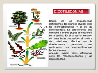 DICOTILEDONIAS

Dentro     de     las    angiospermas
distinguimos dos grandes grupos: el de
las monocotiledóneas y el de las
dicotiledóneas. La característica que
distingue a ambos grupos se encuentra
en la semilla. En ésta hay un embrión
con unas hojas que reciben el nombre
de cotiledones. Mientras que la
dicotiledóneas      presentan     dos
cotiledones, las monocotiledóneas
tienen uno solo.
Además, existen otras diferencias
entre las monocotiledóneas y las
dicotiledóneas.
 
