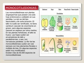 MONOCOTILEDONIAS
Las monocotiledóneas son plantas
angiospermas que poseen una sola
hoja embrionaria o cotiledón en sus
semillas. La raíz es del tipo
fasciculado y de corta duración. El
tallo no suele ser ramificado, no tiene
cambium vascular de crecimiento en
grosor, pero algunas especies
carecen en espesor por otros medios.
En las plantas herbáceas, el tallo es
hueco. Las hojas suelen ser
envainadoras de tallo y
paralelinervias, o sea, con
nervaduras paralelas. La flor de las
monocotiledóneas suelen ser casi
siempre con tres elementos florales o
múltiplo de tres. En algunas especies
están muy modificados.
Existen más de 50.000 especies de
monocotiledóneas
 