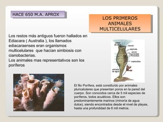 HACE 650 M.A. APROX
                                                    LOS PRIMEROS
                                                      ANIMALES
                                                   MULTICELULARES
Los restos más antiguos fueron hallados en
Ediacara ( Australia ), los llamados
ediacaraenses eran organismos
multicelulares que hacían simbiosis con
cianobacterias.
Los animales mas representativos son los
poríferos



                                  El filo Porífera, está constituído por animales
                                  pluricelulares que presentan poros en la pared del
                                  cuerpo. Son conocidos cerca de 5 mil especies de
                                  poríferos, todos acuáticos. Ellos son
                                  predominantemente marinos (minoría de agua
                                  dulce), siendo encontrados desde el nivel de playas,
                                  hasta una profundidad de 6 mil metros.
 