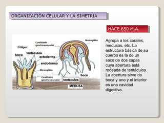 ORGANIZACIÓN CELULAR Y LA SIMETRIA


                                      HACE 650 M.A.

                                     Agrupa a los corales,
                                     medusas, etc. La
                                     estructura básica de su
                                     cuerpo es la de un
                                     saco de dos capas
                                     cuya abertura está
                                     rodeada de tentáculos.
                                     La abertura sirve de
                                     boca y ano y el interior
                                     es una cavidad
                                     digestiva.
 