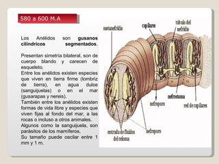 580 a 600 M.A


Los     Anélidos   son  gusanos
cilíndricos         segmentados.

Presentan simetría bilateral, son de
cuerpo blando y carecen de
esqueleto.
Entre los anélidos existen especies
que viven en tierra firme (lombriz
de    tierra),   en   agua     dulce
(sanguijuelas) o en el mar
(gusarapas y nereis).
También entre los anélidos existen
formas de vida libre y especies que
viven fijas al fondo del mar, a las
rocas o incluso a otros animales.
Algunos como la sanguijuela, son
parásitos de los mamíferos.
Su tamaño puede oscilar entre 1
mm y 1 m.
 