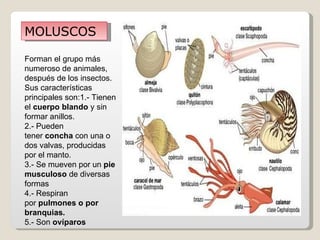 MOLUSCOS

Forman el grupo más
numeroso de animales,
después de los insectos.
Sus características
principales son:1.- Tienen
el cuerpo blando y sin
formar anillos.
2.- Pueden
tener concha con una o
dos valvas, producidas
por el manto.
3.- Se mueven por un pie
musculoso de diversas
formas
4.- Respiran
por pulmones o por
branquias.
5.- Son ovíparos
 