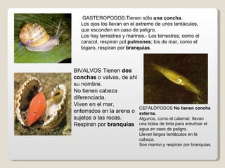 GASTEROPODOS:Tienen sólo una concha.
  Los ojos los llevan en el extremo de unos tentáculos,
  que esconden en caso de peligro.
  Los hay terrestres y marinos.- Los terrestres, como el
  caracol, respiran pol pulmones; los de mar, como el
  bígaro, respiran por branquias.



BIVALVOS Tienen dos
conchas o valvas, de ahí
su nombre.
No tienen cabeza
diferenciada.
Viven en el mar,
                            CEFALÓPODOS No tienen concha
enterrados en la arena o    externa.
sujetos a las rocas.        Algunos, como el calamar, llevan
Respiran por branquias      una bolsa de tinta para enturbiar el
                            agua en caso de peligro.
                            Llevan largos tentáculos en la
                            cabeza.
                            Son marino y respiran por branquias.
 