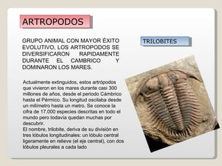 ARTROPODOS

GRUPO ANIMAL CON MAYOR ÉXITO                       TRILOBITES
EVOLUTIVO, LOS ARTROPODOS SE
DIVERSIFICARON   RAPIDAMENTE
DURANTE EL CAMBRICO        Y
DOMINARON LOS MARES.

Actualmente extinguidos, estos artrópodos
que vivieron en los mares durante casi 300
millones de años, desde el periodo Cámbrico
hasta el Pérmico. Su longitud oscilaba desde
un milímetro hasta un metro. Se conoce la
cifra de 17.000 especies descritas en todo el
mundo pero todavía quedan muchas por
descubrir.
El nombre, trilobite, deriva de su división en
tres lóbulos longitudinales: un lóbulo central
ligeramente en relieve (el eje central), con dos
lóbulos pleurales a cada lado
 
