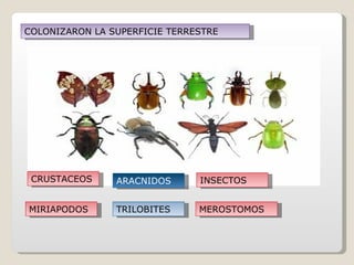 COLONIZARON LA SUPERFICIE TERRESTRE




 CRUSTACEOS     ARACNIDOS      INSECTOS


MIRIAPODOS      TRILOBITES     MEROSTOMOS
 