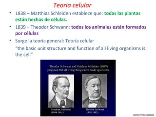 • 1838 – Matthias Schleiden establece que: todas las plantas
están hechas de células.
• 1839 – Theodor Schwann: todos los animales están formados
por células
• Surge la teoria general: Teoría celular
“the basic unit structure and function of all living organisms is
the cell”
UNSWFYBIO/2008JK
Teoria celular
 
