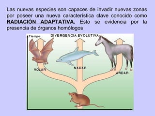 Las nuevas especies son capaces de invadir nuevas zonas por poseer una nueva característica clave conocido como  RADIACIÓN ADAPTATIVA.   Esto se evidencia por la presencia de órganos homólogos 