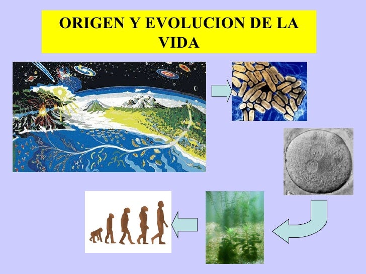 Origen De La Vida 2010