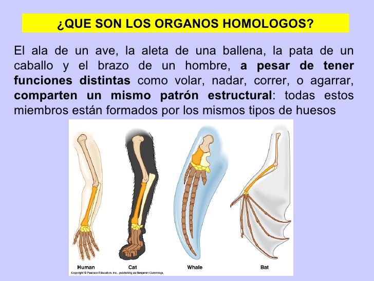 Que Son Las Homologias Bioquimicas Y Embrionarias es.slideshare.net