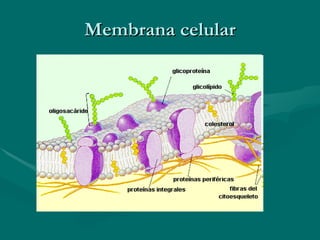 Membrana celular 