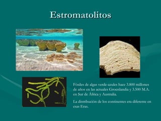 Estromatolitos Fósiles de algas verde-azules hace 3.800 millones de años en las actuales Groenlandia y 3.500 M.A. en Sur de África y Australia. La distribución de los continentes era diferente en esas Eras. 