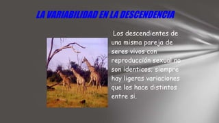 LA VARIABILIDAD EN LA DESCENDENCIA
Los descendientes de
una misma pareja de
seres vivos con
reproducción sexual no
son identicos; siempre
hay ligeras variaciones
que los hace distintos
entre si.
 