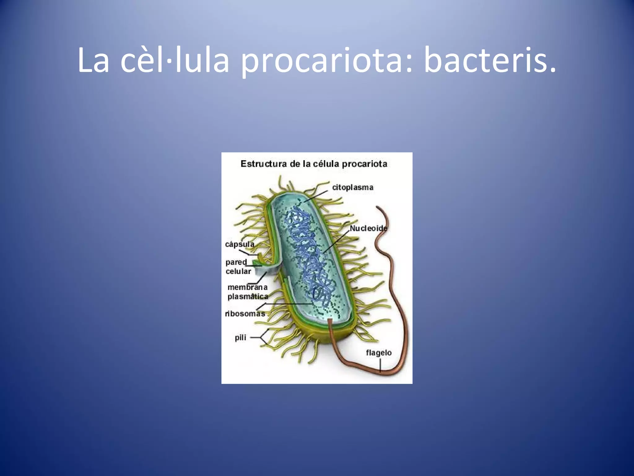 La cèl·lula procariota: bacteris. 