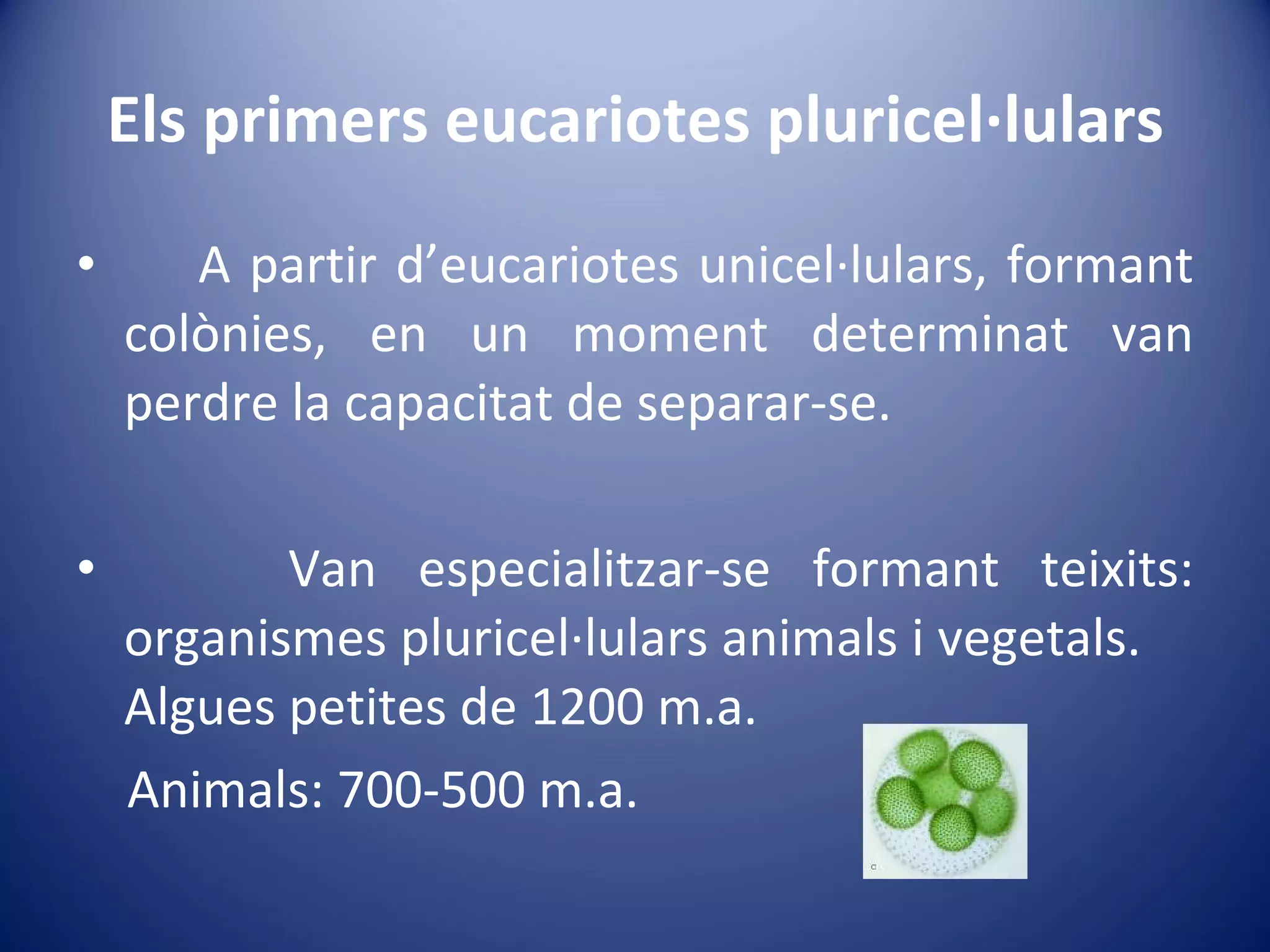 Els primers eucariotes pluricel·lulars A partir d’eucariotes unicel·lulars, formant colònies, en un moment determinat van perdre la capacitat de separar-se.  Van especialitzar-se formant teixits: organismes pluricel·lulars animals i vegetals.  Algues petites de 1200 m.a.  Animals: 700-500 m.a. 