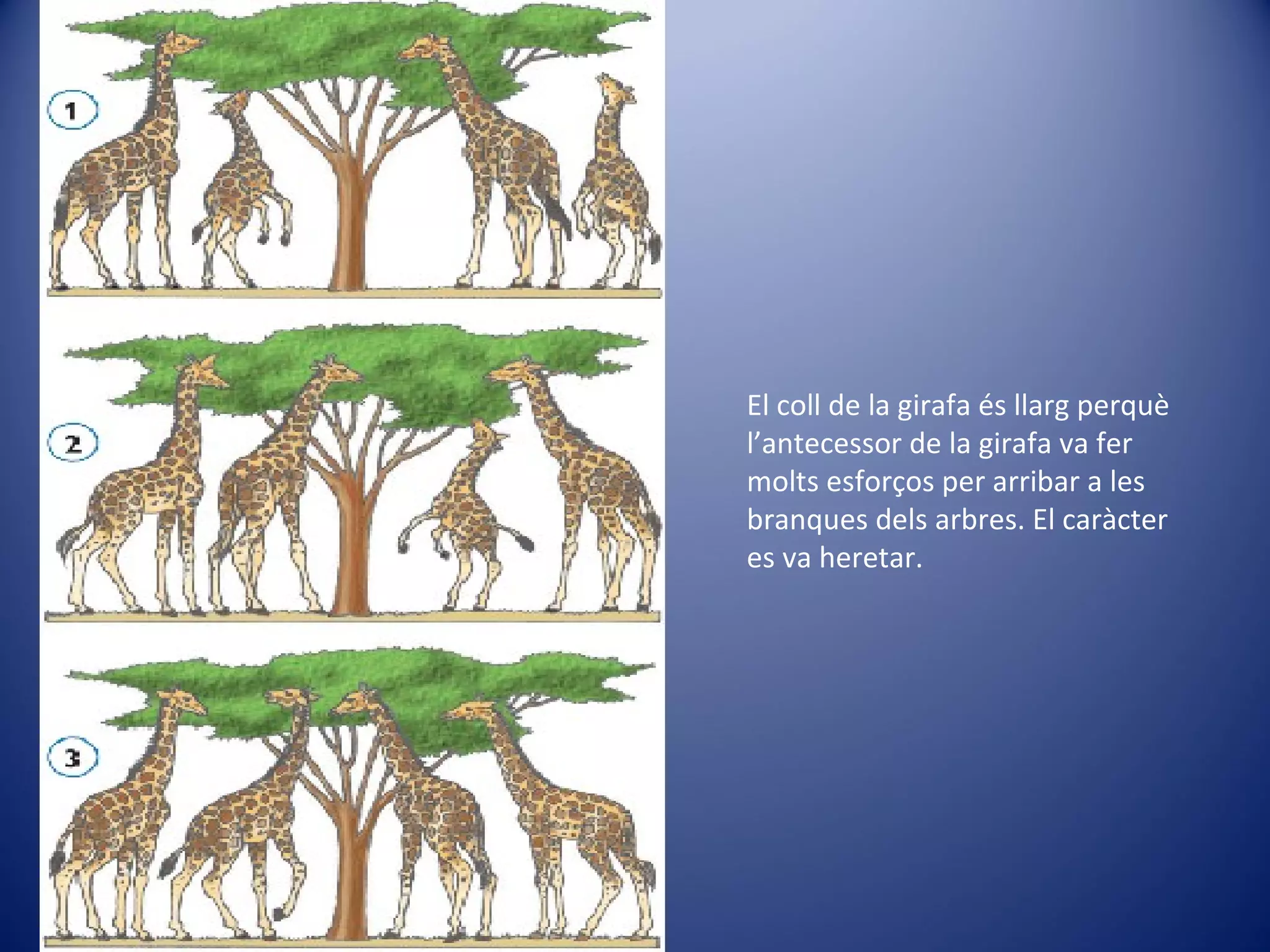 El coll de la girafa és llarg perquè l’antecessor de la girafa va fer molts esforços per arribar a les branques dels arbres. El caràcter es va heretar. 