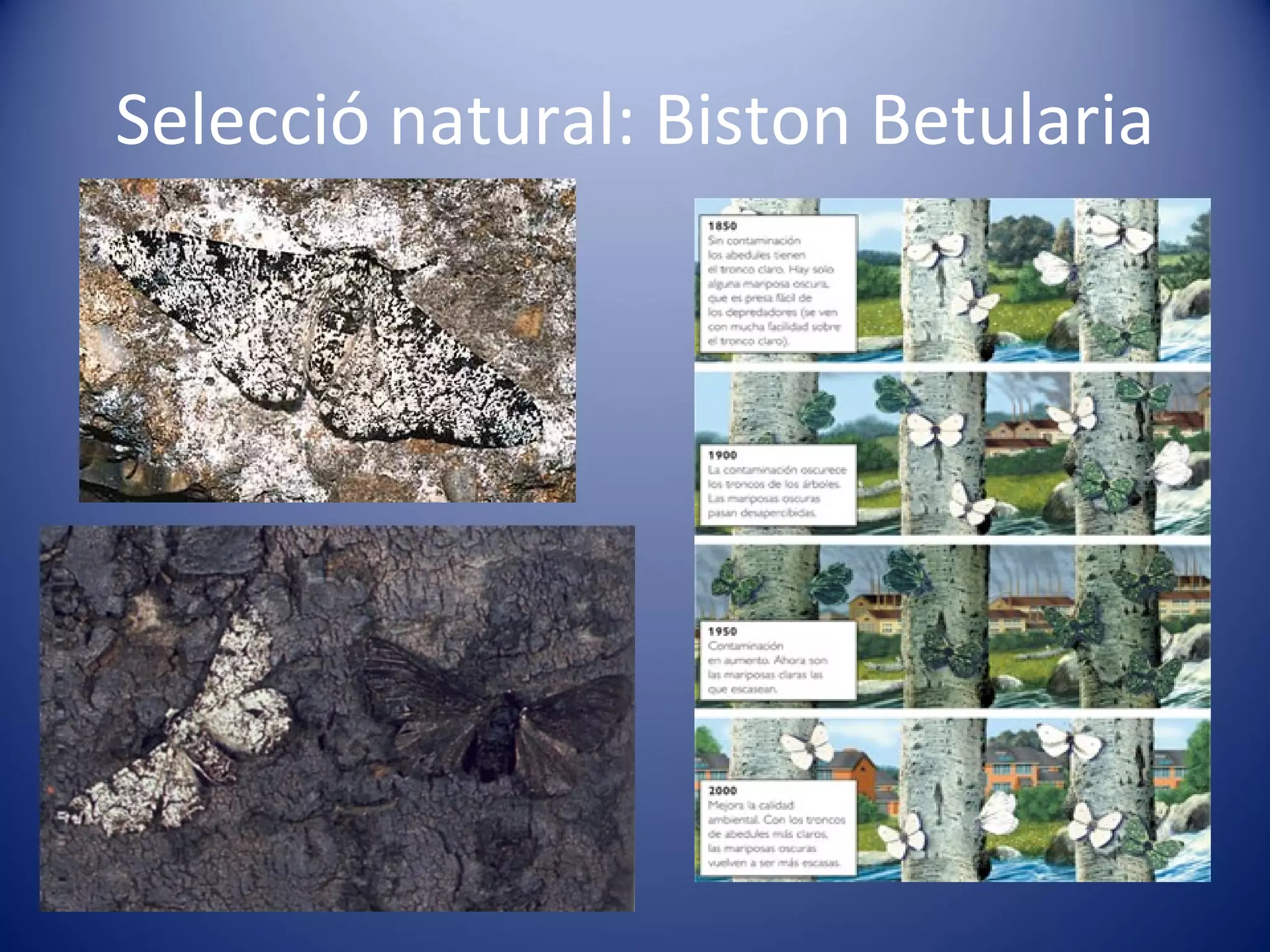 Selecció natural: Biston Betularia 
