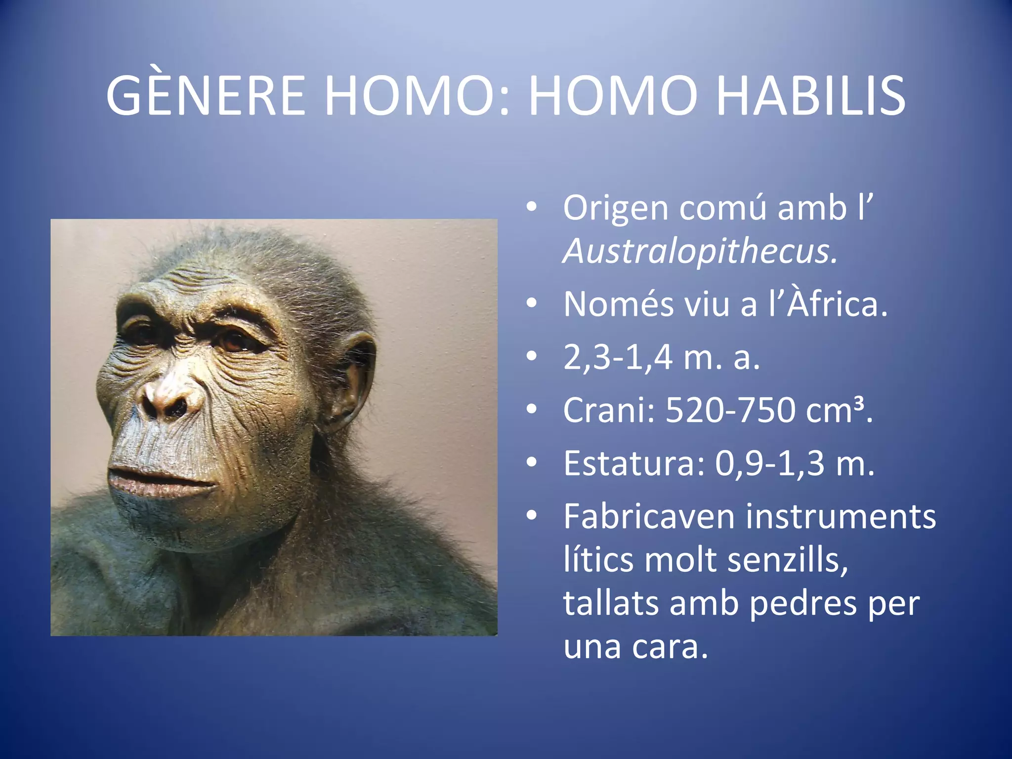 GÈNERE HOMO: HOMO HABILIS Origen comú amb l’  Australopithecus.   Només viu a l’Àfrica. 2,3-1,4 m. a. Crani: 520-750 cm 3 . Estatura: 0,9-1,3 m. Fabricaven instruments lítics molt senzills, tallats amb pedres per una cara. 