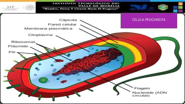 Funcion Del Citoplasma En La Celula Procariota