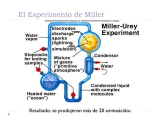 El Experimento de Miller
Resultado: se produjeron más de 20 aminoácidos
 