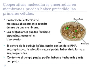 Cooperativas moleculares encerradas en
membranas pueden haber precedido las
primeras células.
 Protobionte: colección de
moléculas abióticamente creadas
dentro de una membrana.
 Los protobiontes pueden formarse
espontáneamente en el
laboratorio.
Si dentro de la burbuja lipídica estaba contenido el RNA
autoreplicativo, la selección natural podría haber dado forma a
sus propiedades.
Conforme el tiempo pasaba podían haberse hecho más y más
complejos.
 