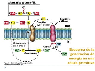 Esquema de la
generación de
energía en una
célula primitiva
 