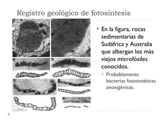  En la figura, rocas
sedimentarias de
Sudáfrica y Australia
que albergan los más
viejos microfósiles
conocidos.
 Probablemente
bacterias fotosintéticas
anoxigénicas.
Registro geológico de fotosíntesis
 