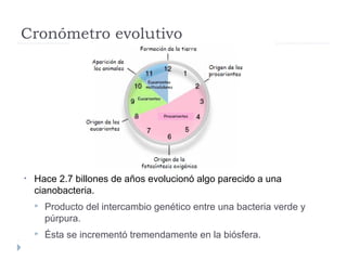 Cronómetro evolutivo
• Hace 2.7 billones de años evolucionó algo parecido a una
cianobacteria.
 Producto del intercambio genético entre una bacteria verde y
púrpura.
 Ésta se incrementó tremendamente en la biósfera.
 